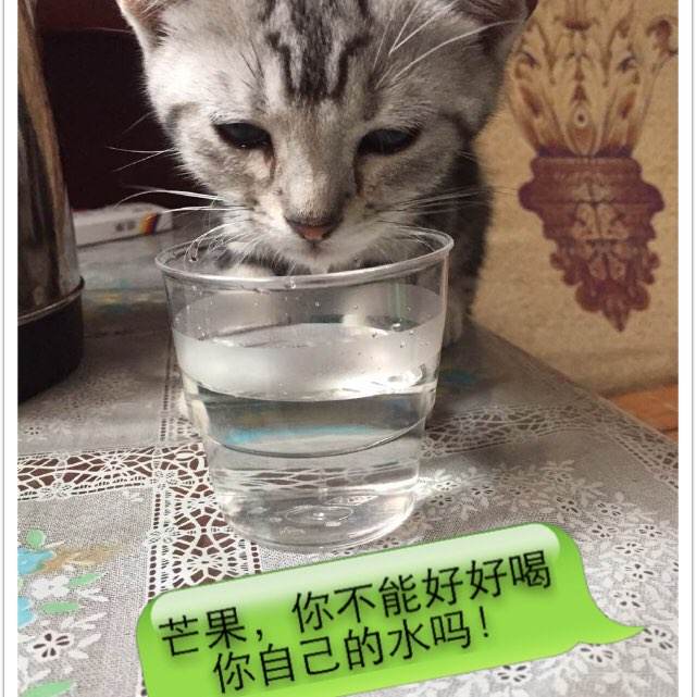 德累斯顿舞蹈学院会计文凭证书